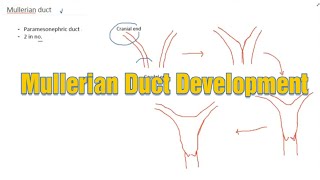 Mullerian Duct Development II by Dr Kalyan II Doctors Talk II by Aashka Media [upl. by Enilraep]