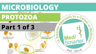 Protozoa  Microbiology  USMLE STEP 1  Part 1 of 3 [upl. by Dloniger305]