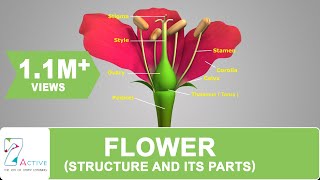 Flower Structure and its Parts [upl. by Ferretti]