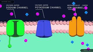 Action Potential in the Neuron [upl. by Aissert]