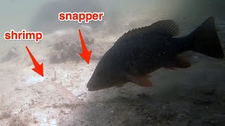 Incredible Underwater Mangrove Snapper Behavior [upl. by Loresz]