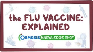 The flu vaccine explained [upl. by Novaj]