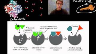 Enzymes [upl. by Martens]