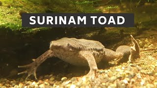 Surinam toad  surinam toad care  surinam toad lifespan  surinam toad reproduction [upl. by Sivet709]