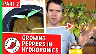 Growing Peppers in Hydroponics Jars  From Seeds to Full Plants Part 2 [upl. by Cohla]