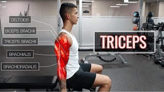 The Best ScienceBased Tricep Workout  ARMS Part 22 [upl. by Trilley220]