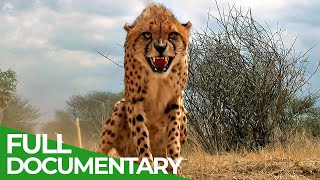 Maasai Mara  The Big Hunt  Free Documentary Nature [upl. by Hufnagel]