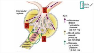 Glomerular Filtration [upl. by Reel761]