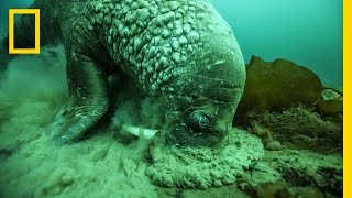 A Close Encounter With a Walrus  National Geographic [upl. by Calie]