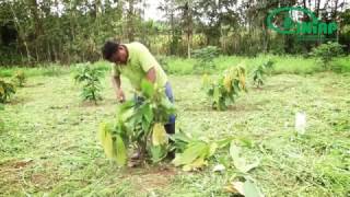 Conozca el proceso de podas en el cultivo de cacao [upl. by Geiss]