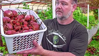 5 TOP TIPS How to Grow a TON of Beetroot [upl. by Brenan]