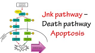 Jnk Pathway [upl. by Theobald]