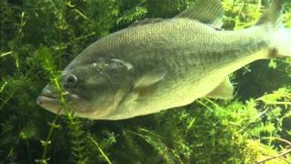 Bass Fishing for Beginners The Bass [upl. by Anilegna213]