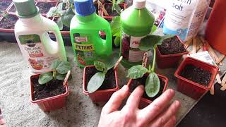 Complete Guide for Growing Cucumbers Seed Starting Transplanting Fertilizing Trellsing amp Pests [upl. by Farmer]