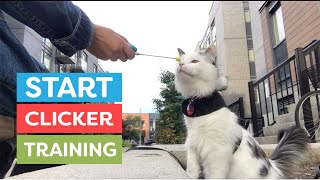 How To Start Clicker Training Your Cat [upl. by Ttevi770]