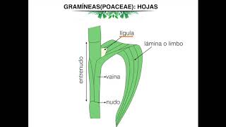 Morfología de gramineas Poaceae [upl. by Breger]