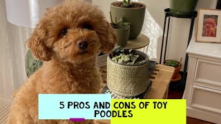 Toy Poodle Pros and Cons Should You Get One [upl. by Irita485]