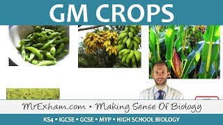 GM Crops  GCSE Biology 91 [upl. by Roxi428]