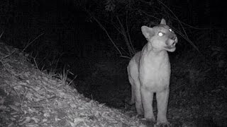 Mountain Lion screams Plus a Ringtail Fox and deer [upl. by Aneeled]