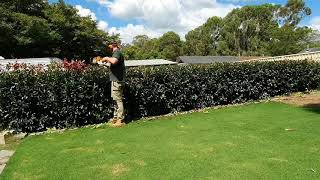 Photinia Hedge  Hedging tips [upl. by Galer15]