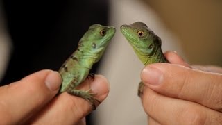 4 Cool Facts about Basilisks  Pet Reptiles [upl. by Gudrun]