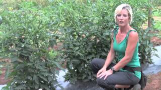 Pruning and Staking Tomatoes  Perfect Techniques [upl. by Bicknell372]