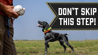 Our Favorite Drill for Bird Dog Puppies [upl. by Varick626]