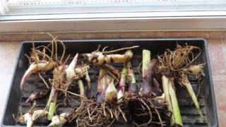 How to Overwinter Canna Lily Bulbs [upl. by Adirem]