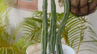 Rare Succulent Part 2  Kleinia Stapeliiformis  Mini Garden Tour [upl. by Bradway]