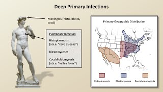 An Overview of Fungal Infections Fungal Infections  Lesson 2 [upl. by Ellekim]