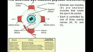 Anatomy  The Extrinsic Eye Muscles Functions amp Innervation [upl. by Clarey]