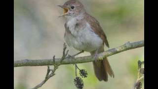 NIGHTINGALE SONG4 hours REALTIME Beautiful Nightingale SingingBirdsongNature soundspart 2 [upl. by Oinotnas545]