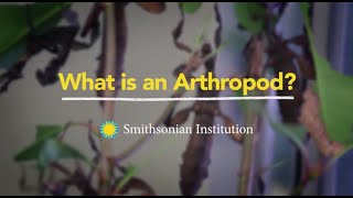 What is an Arthropod [upl. by Ahsyia]