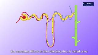 Animation E1 11 Ultrafiltration and reabsorption [upl. by Fishman564]