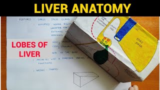 Liver Anatomy 24  Lobes of Liver  EOMS [upl. by Alyose528]