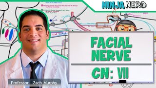 Neurology  Facial Nerve Cranial Nerve VII [upl. by Ainesy]