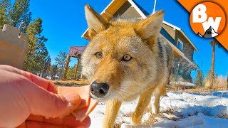 Coyote FINALLY Meets a Coyote [upl. by Nerita]