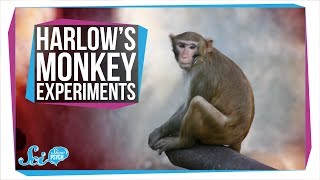 Harlows Horrifying Monkey Experiments [upl. by Emelyne322]