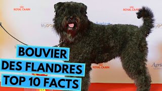 Bouvier des Flandres  TOP 10 Interesting Facts [upl. by Mclaurin543]