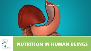 NUTRITION IN HUMAN BEINGS [upl. by Rose]