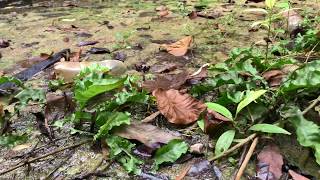 Trigonostigma espei and Cryptocoryne cordata var siamensis in Krabi 【4K】ラスボラ エスペイ [upl. by Amin]