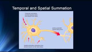 Synapses and Synaptic Potentials [upl. by Ahsinotna311]