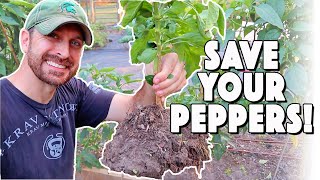 Overwintering Peppers Complete Guide To Saving Pepper Plants For Next Season [upl. by Unam]