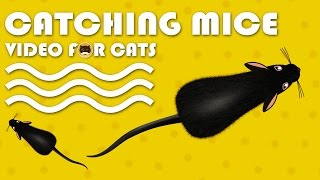 CAT GAMES  Catching Mice Entertainment Video for Cats to Watch  CAT amp DOG TV [upl. by Bracci]