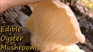 How to Identify Oyster Mushrooms [upl. by Nmutua]