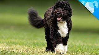 Portuguese Water Dogs Facts [upl. by Annaili]