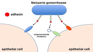 Bacterial Pathogenesis How Bacteria Cause Damage [upl. by Esekram590]