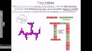 Enzyme cross linking [upl. by Pahl]