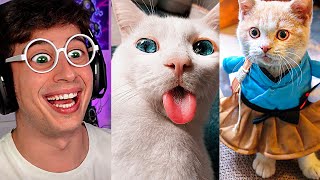 Los ANIMALES más GRACIOSOS de TikTok Intenta no reir Gatos y perros muy divertidos risas XD LOL [upl. by Suollecram598]