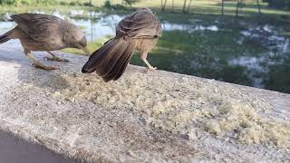 Yellow Billed Babbler  Noisy Species [upl. by Tace]